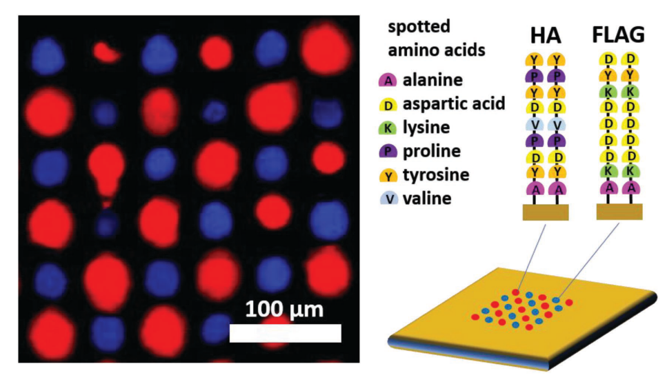 A multiplexed array of in-situ synthesized peptide sequences